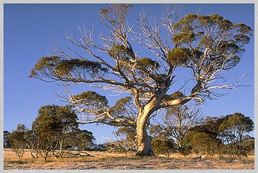 Image courtesy Geoff Wise:  www.wises.com.au